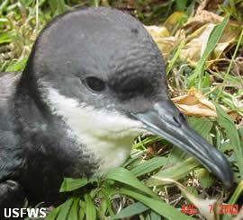 Newell's Shearwater